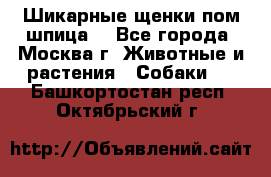 Шикарные щенки пом шпица  - Все города, Москва г. Животные и растения » Собаки   . Башкортостан респ.,Октябрьский г.